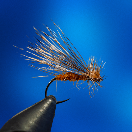 October Caddis